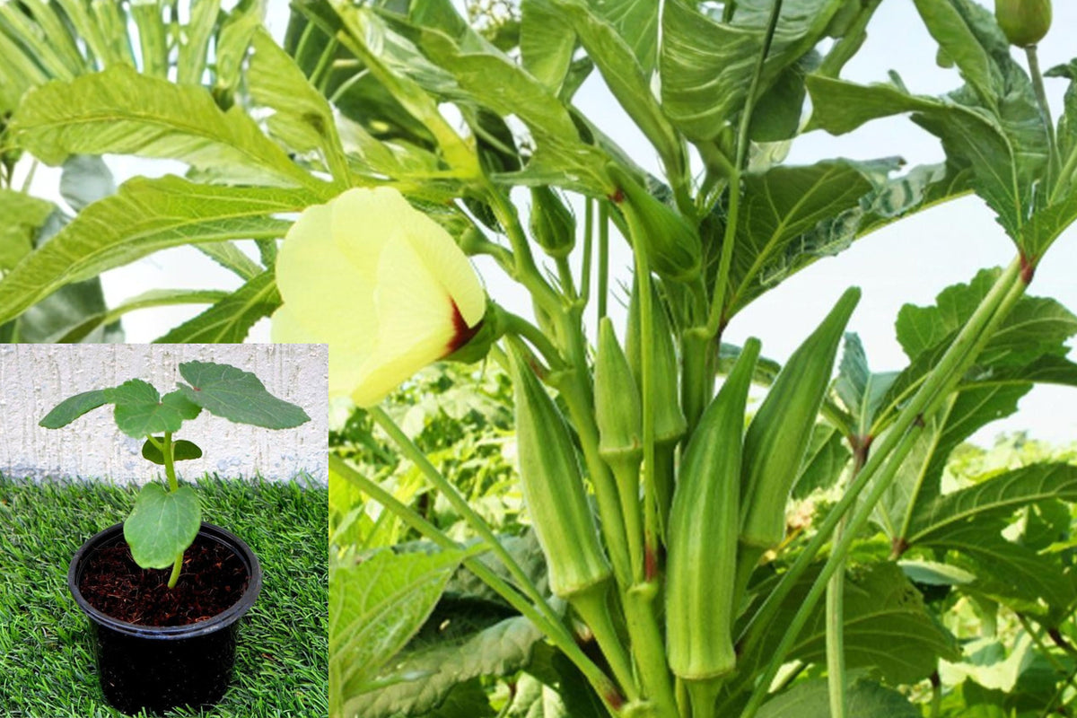 Live Okra Plants, Set of 2 Vegetable Garden Starters, 4–6 Inch Tall, Rooted in 4 Inch Pots, Edible Garden Plant