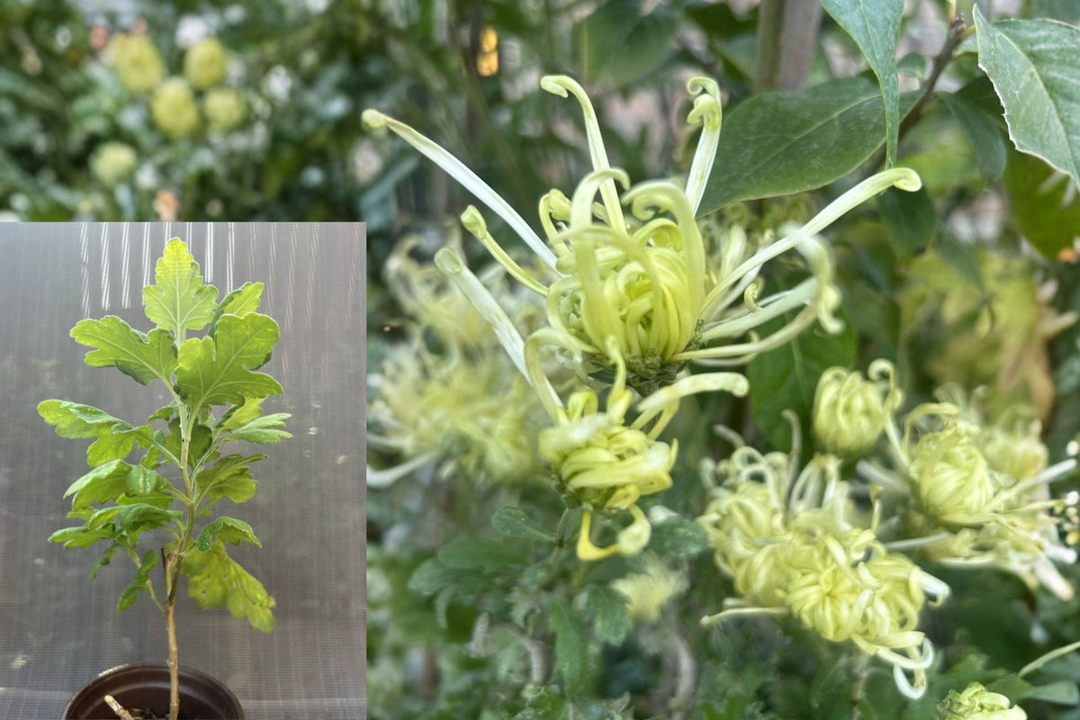Green Chrysanthemum Live Plant, 6–11 Inches Tall, Bare Root – Chrysanthemum spp.