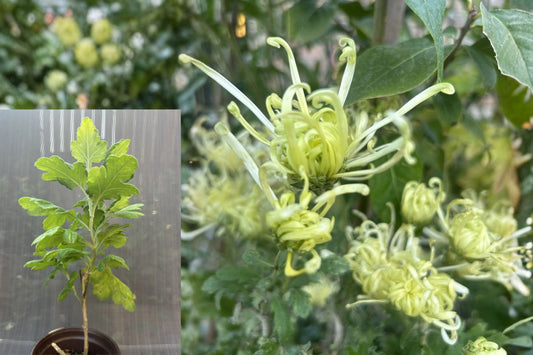Green Chrysanthemum Live Plant, 6–11 Inches Tall, Bare Root – Chrysanthemum spp.
