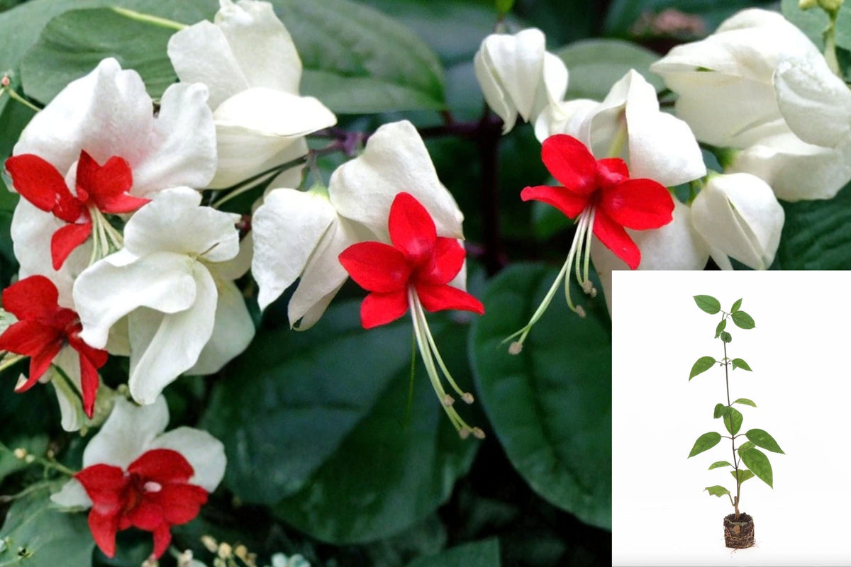 2 White Bleeding Heart Vine Live Plants – 4–6" Bare Root – Clerodendrum thomsoniae