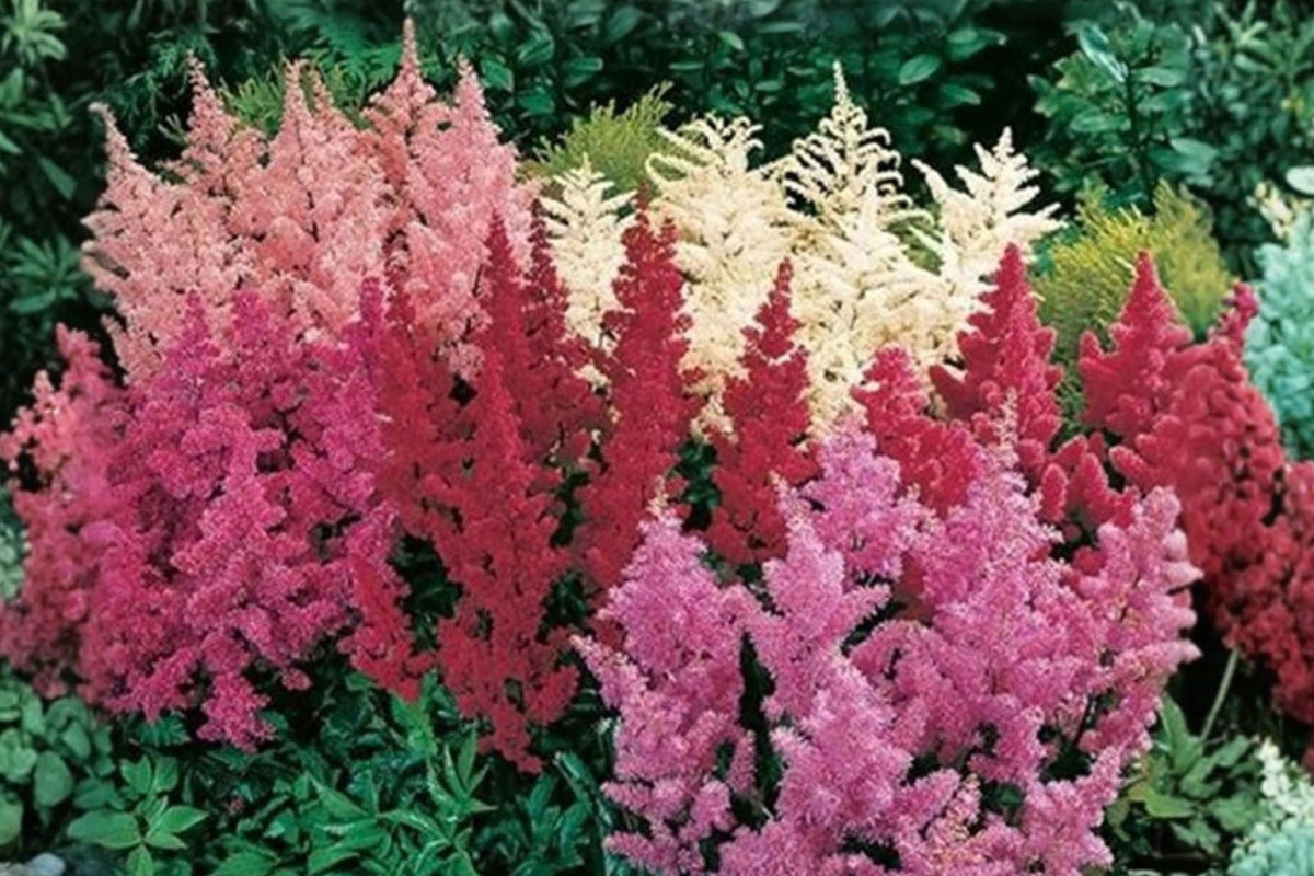 Astilbe 4 Live Mixed-Color Perennial Plants – Astilbe spp.