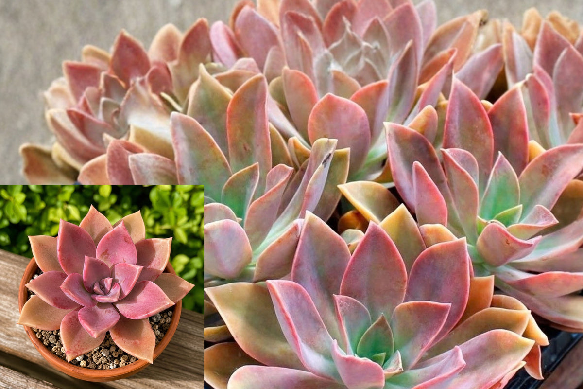 Pink Graptoveria ‘Fred Ives’ Live Succulent Plant – 3–4 Inch Rooted