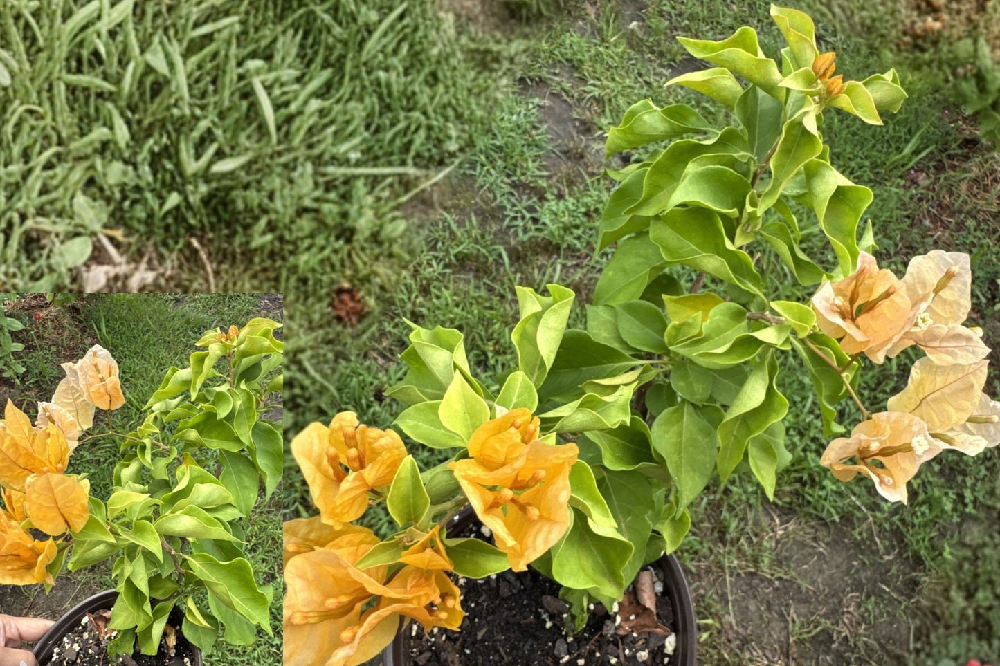 Yellow Bougainvillea Live Plant – Exact Plant – Shipped Without Pot