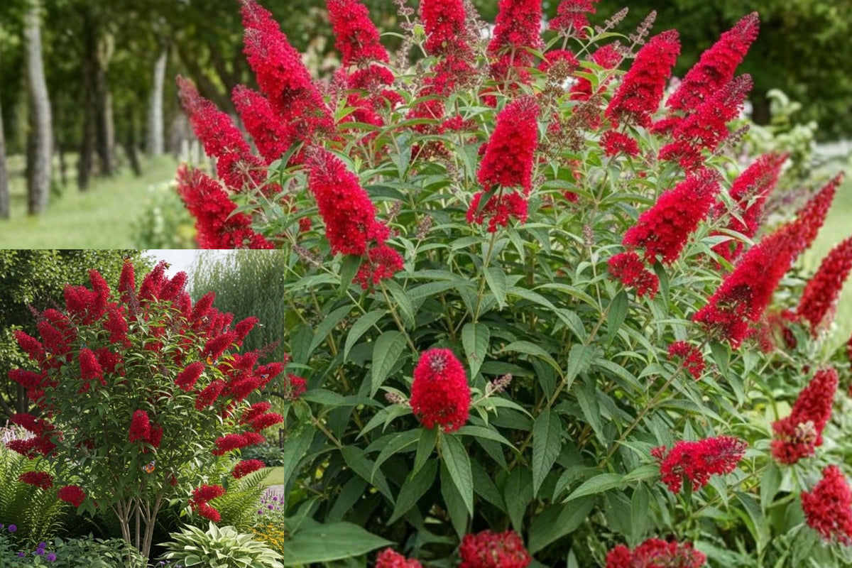 Red Butterfly Bush Live Plant – 5–10 Inch Rooted Starter, Buddleia sp.
