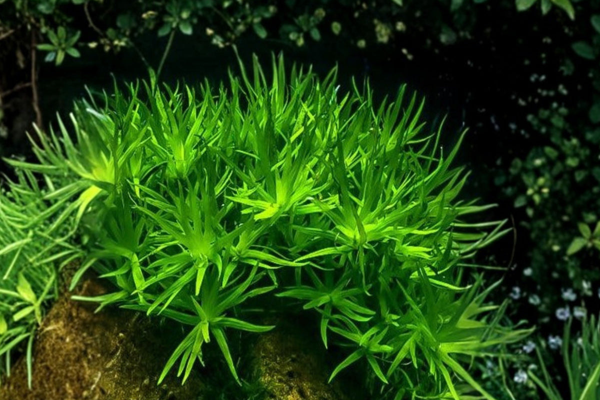 Stargrass Live Aquarium Plant, 3 Fresh Green Stem Cuttings, Submersed Grown Aquascaping Plant for Freshwater Tanks