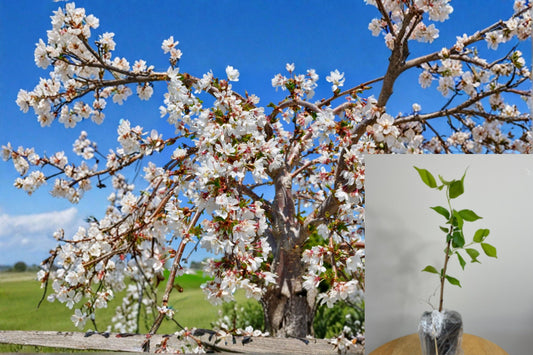 Weeping Yoshino Cherry Tree Live Plant, 6–12 Inches – Prunus × yedoensis