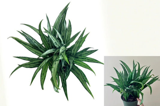Aglaonema Cutlass Live Plant – 6 Inch Pot – Indoor Houseplant