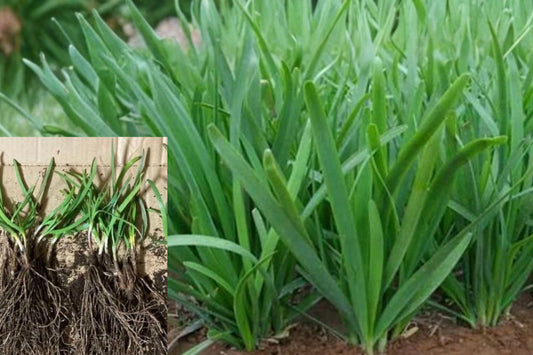 100 Garlic Chive Bare Roots, Allium tuberosum, Live Edible Herb Plants, Chinese Chives 韭菜根