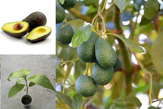 Avocado Tree – 10" Starter Live Plant – Persea americana