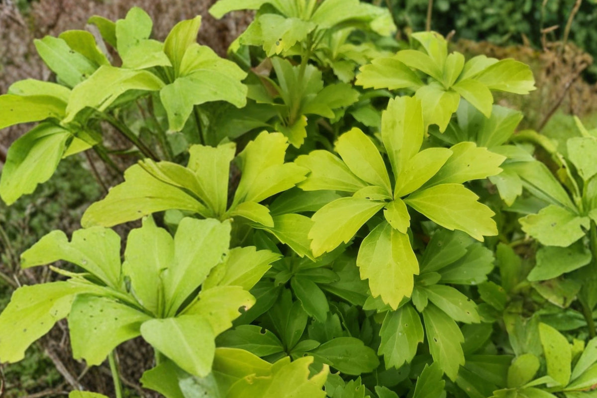 50+ Japanese Spurge Live Bare Roots – Pachysandra terminalis