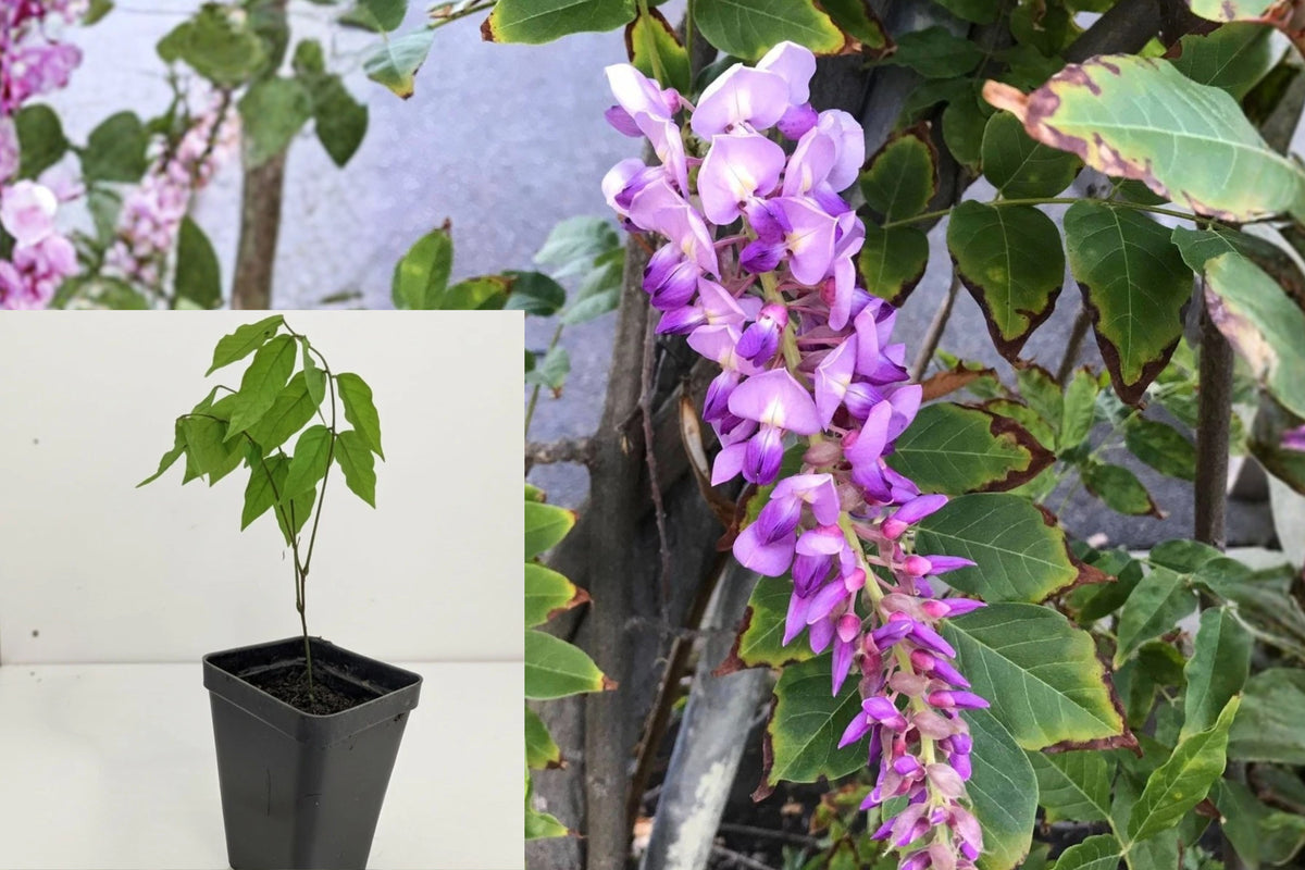 Amethyst Falls Wisteria Live Plant 1 Plant 5 Inches – Wisteria frutescens