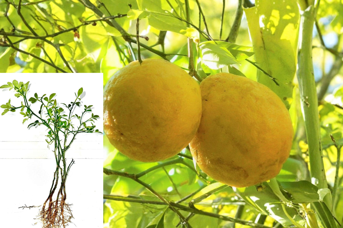 Hardy Lemon Live Plant, 6 Inch Citrus Tree Starter, Cold Hardy Thorny Citrus with Yellow Fruit