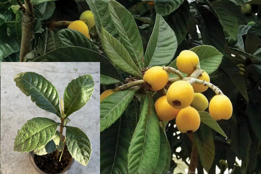 Loquat Tree Live Plant – 10" Starter Plant – Eriobotrya japonica