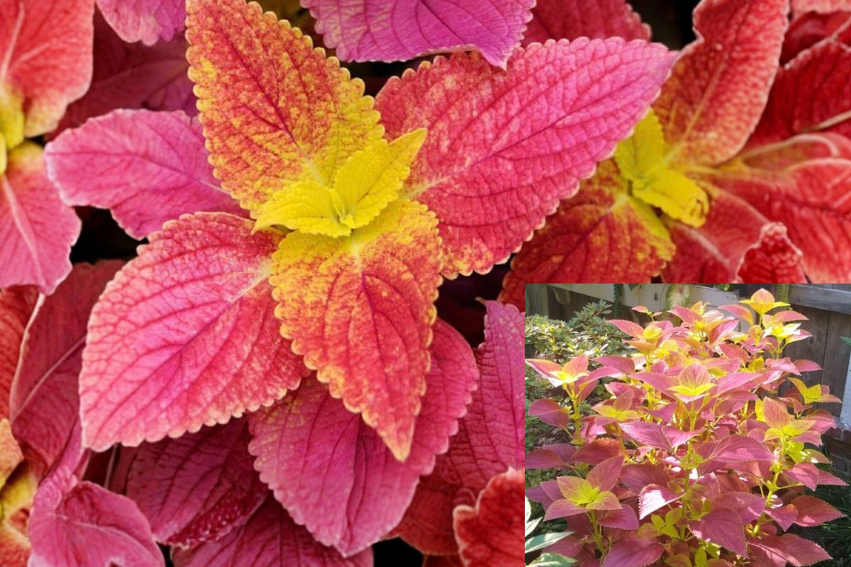 3 Alabama Sunset Coleus Live Plants – 4–6 Inch Tall, No Pot