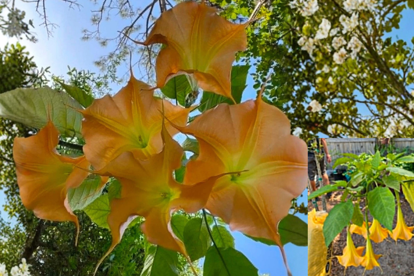 Brugmansia Live Cutting – 1 Angel's Trumpet Cutting – Brugmansia sp.