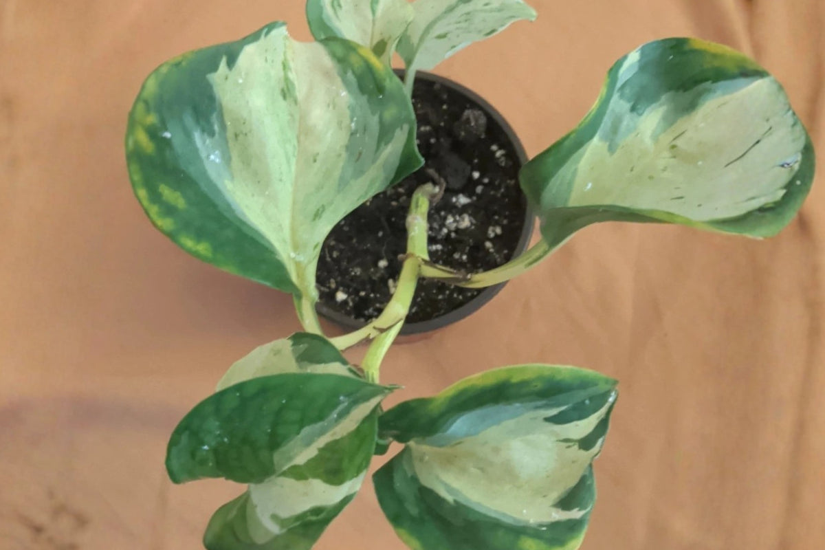 Manjula Pothos 1 Live Potted Houseplant – 4 Inch Epipremnum