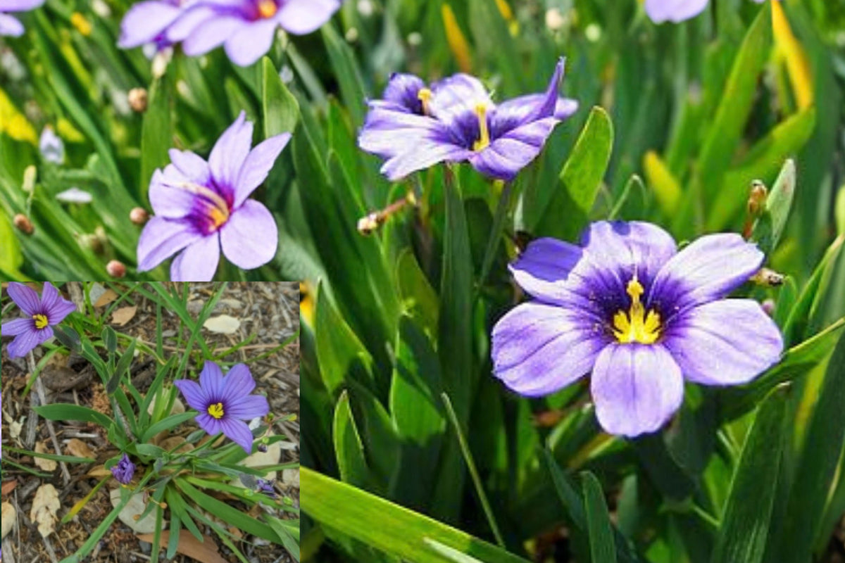 Blue-Eyed Grass 1 Live Plant – 4" Pot – Sisyrinchium bellum 'Rocky Point'