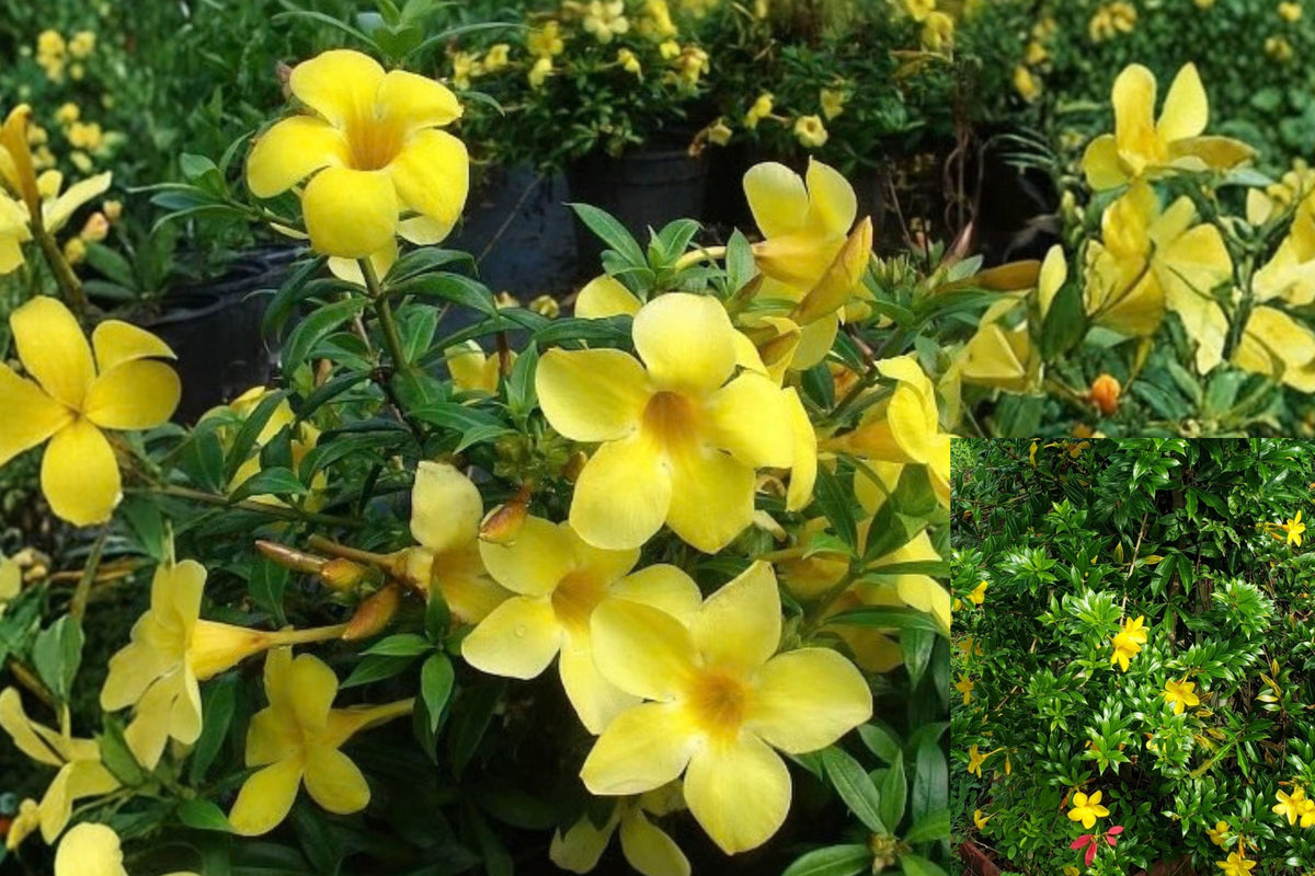 Dwarf Allamanda 2 Live Bare Root Plants 4–6" – Yellow Allamanda