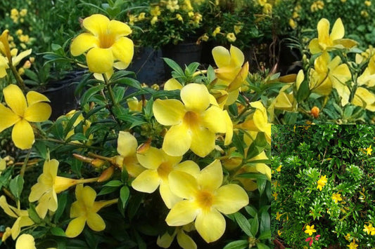 Dwarf Allamanda 2 Live Bare Root Plants 4–6" – Yellow Allamanda