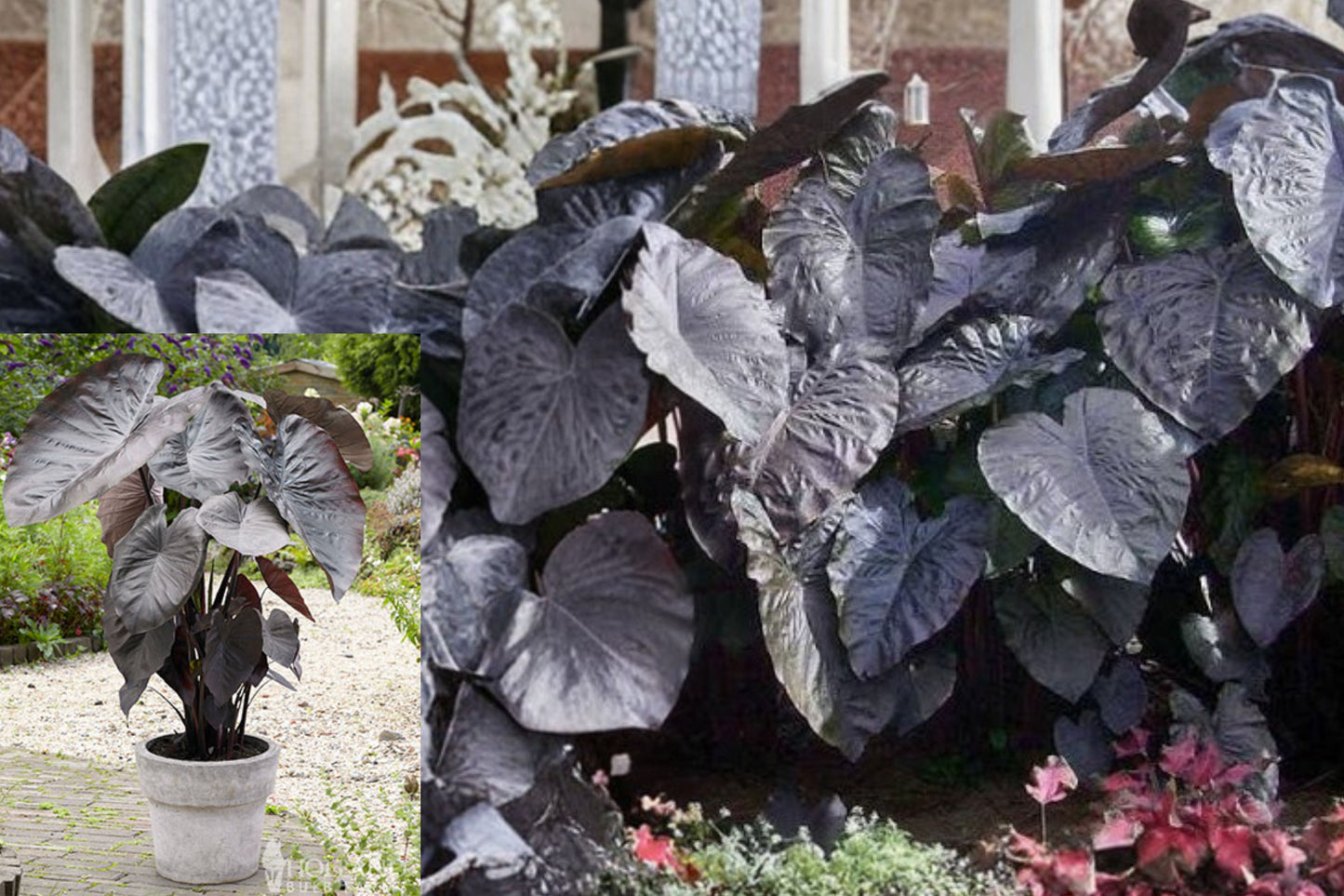 Diamond Head Elephant Ear 1 Live Plant – 4 Inch Pot – Colocasia esculenta