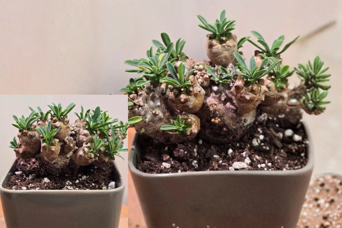 Euphorbia Japonica Cluster Live Plant – 1 Plant – 3" Square Pot
