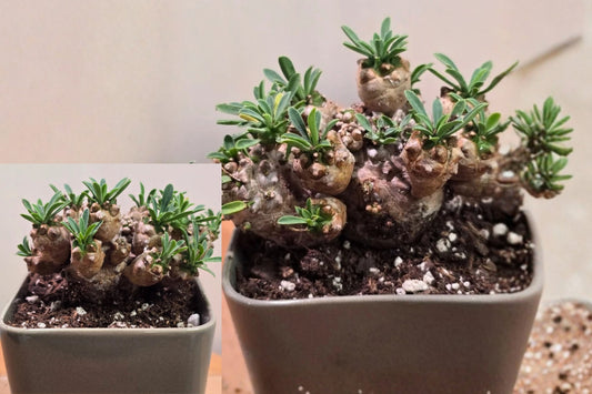 Euphorbia Japonica Cluster Live Plant – 1 Plant – 3" Square Pot