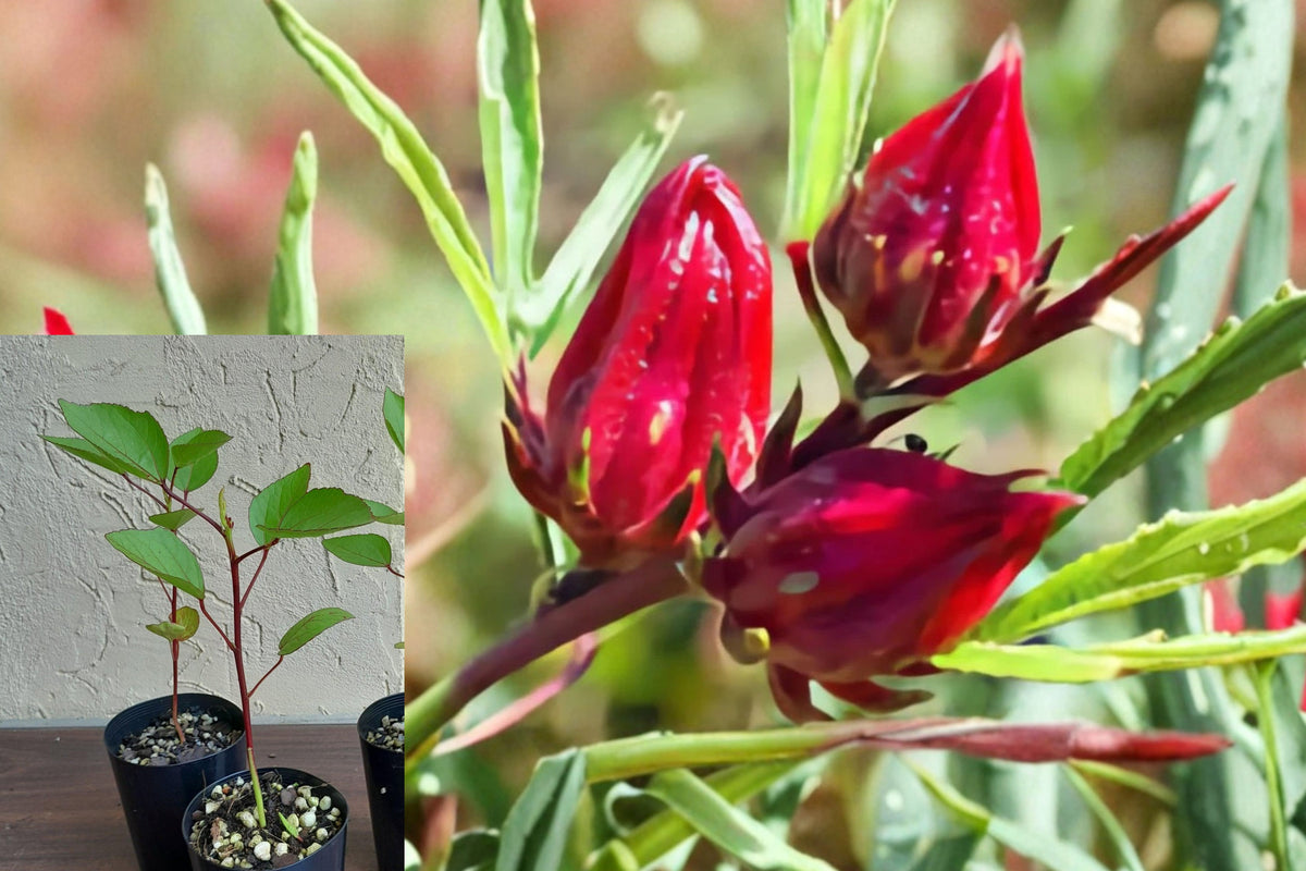 2 Red Roselle Hibiscus Live Plants, Hibiscus Sabdariffa Jamaican Sorrel, 4–8 Inch Edible Garden Starters in 4 Inch Pot