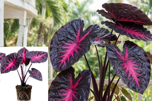 Red Black Alocasia Live Plants, Set of 2 Tropical Taro Foliage Starters, 5–7 Inch Plants, Ships Without Pots