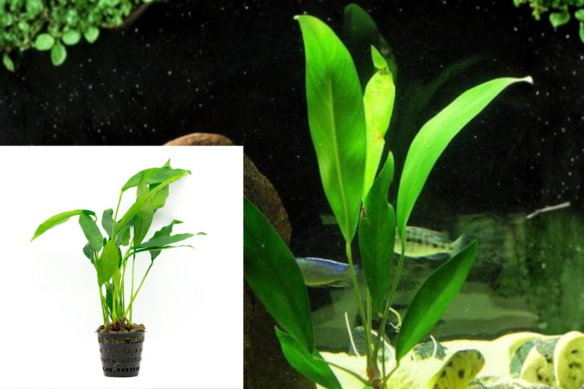 Anubias Lanceolata Live Aquarium Plant – 1 Rooted Plant in 2-Inch Pot – Anubias
