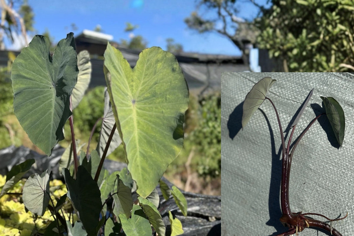 Maui Lehua Ele’ele Taro Live Plant – 1 Bare Root Plant – Colocasia