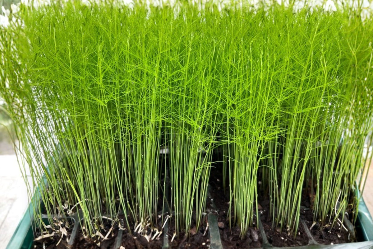 Mary Washington Asparagus 6 Live Plant Plugs – Asparagus officinalis