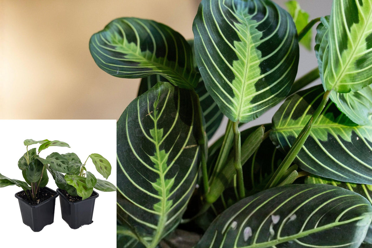 Green Prayer Plant Live, Set of 2 Maranta Houseplants, 3 Inch Pots, Tropical Indoor Foliage Plants, Prayer Plant Gift