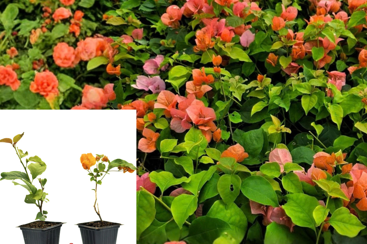 Bougainvillea Orange King 2 Live Plants – Bougainvillea Hybrid