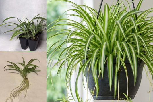 Variegated Spider Plant Live Starter, Rooted Bare Root Chlorophytum comosum, 6–10 Inch Indoor Houseplant