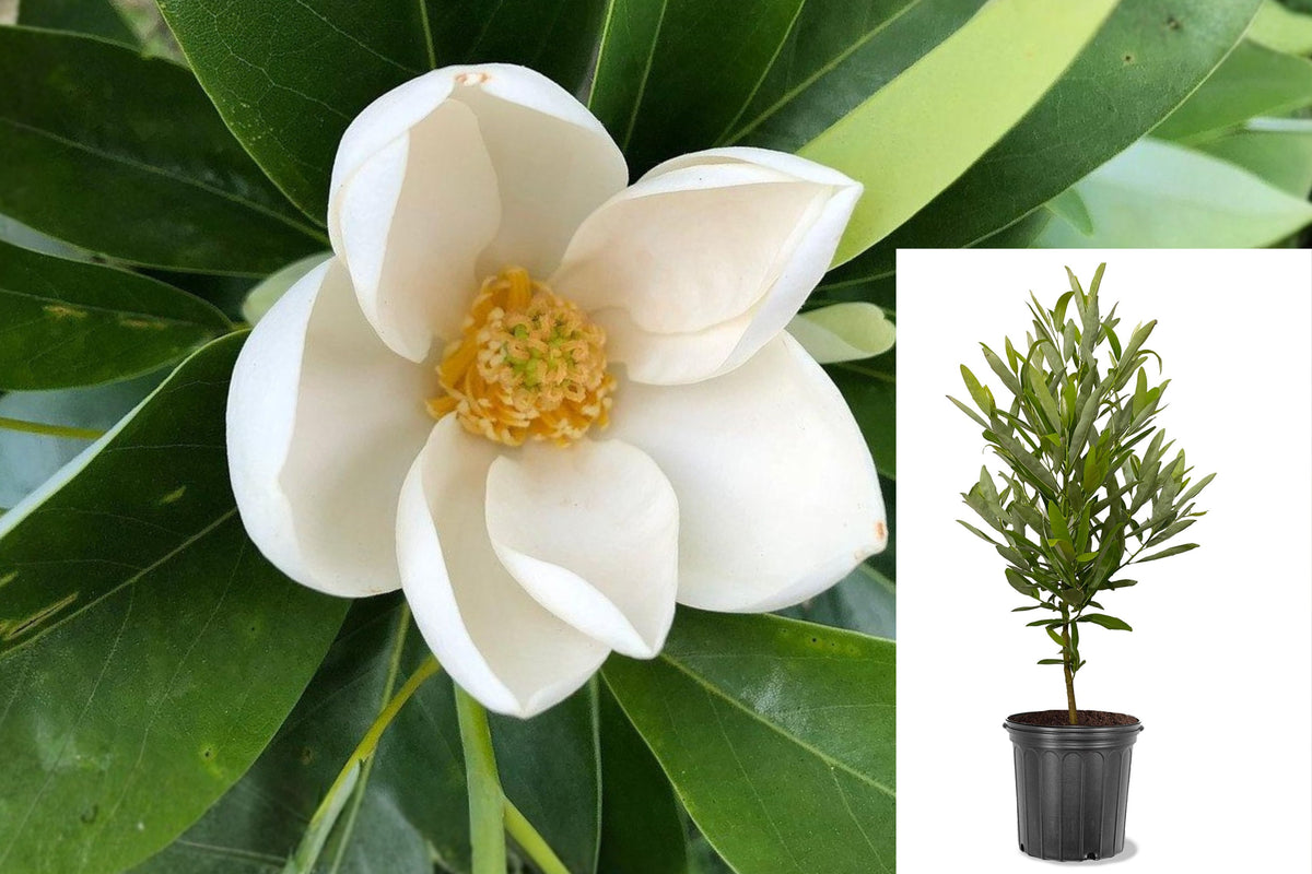 Sweetbay Magnolia Live Plant, Magnolia virginiana Starter Tree, 4 Inch Nursery Pot, Fragrant White Flowering Outdoor Tree