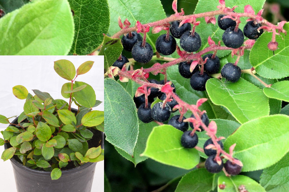 Set of 3 Live Salal Berry Plants, Gaultheria Shallon, 4–8 Inch Evergreen Shrubs, Native Shade Garden Starter Plants, 4-Inch Pots