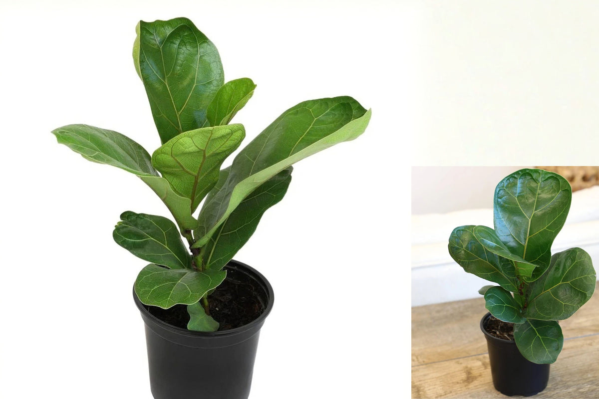 Fiddle Leaf Fig Live Plant – 4 Inch Pot – Ficus lyrata