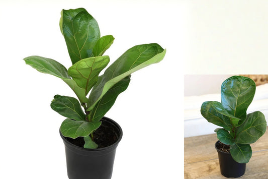 Fiddle Leaf Fig Live Plant – 4 Inch Pot – Ficus lyrata