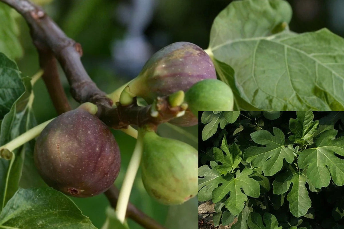 Olympian Fig 2 Live Plants – 4–6 Inch – No Pot – Ficus carica