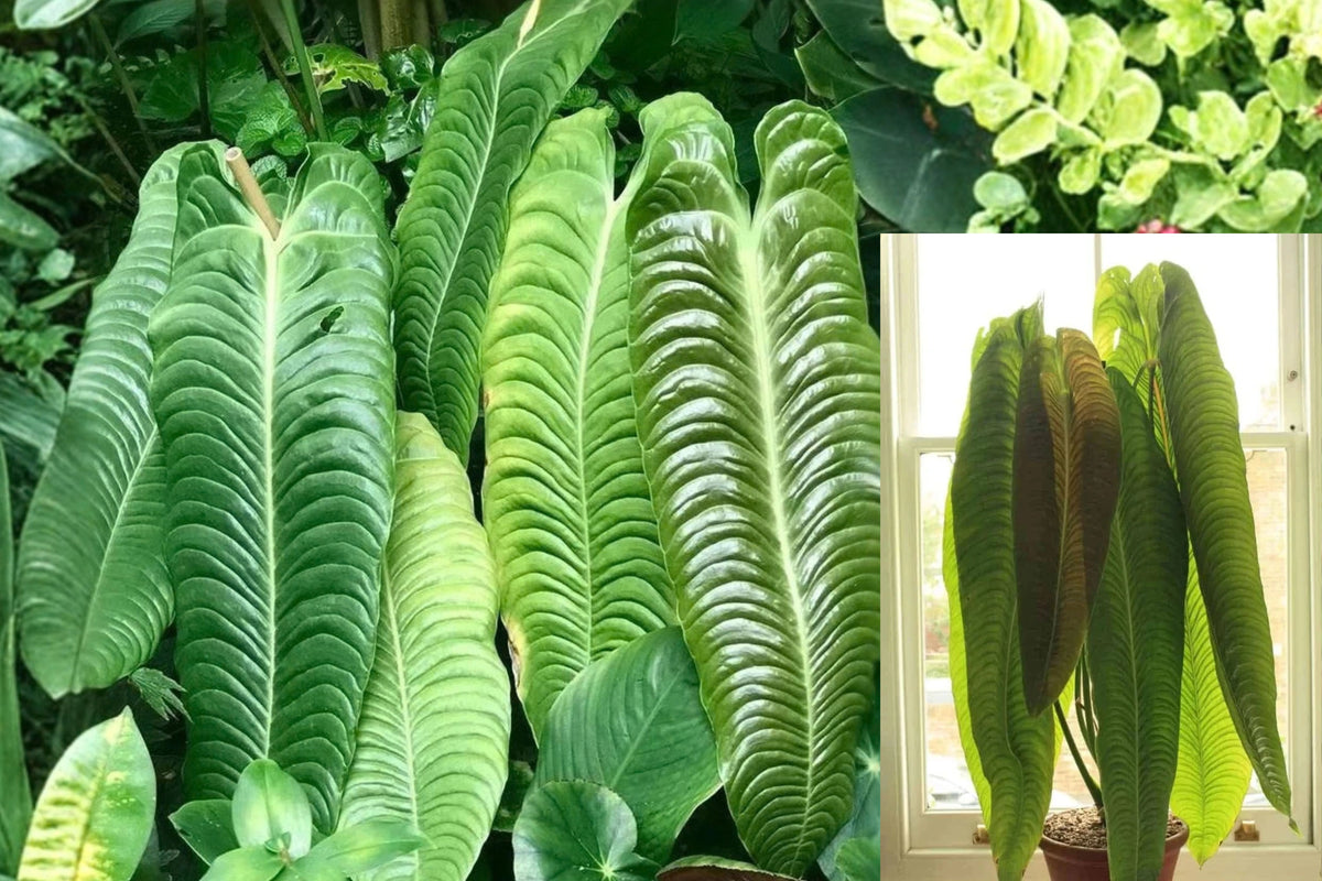 King Veitchii 1 Live Starter Plant – 4–8 Inches – Anthurium veitchii