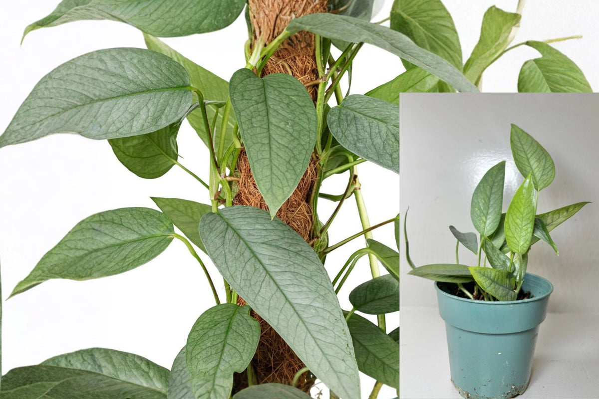 Cebu Blue Pothos Live Plant, 4 Inch Potted Tropical Houseplant, Climbing Indoor Foliage Plant