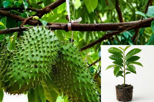Soursop Live Plant 1 – 6–8 Inch Seedling – Annona muricata