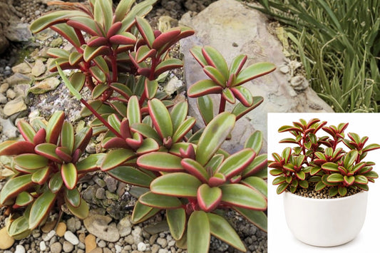 Ruby Glow Peperomia Live Plant – Peperomia graveolens – 4" Pot