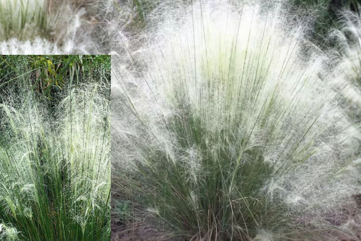 White Muhly Grass Live Plant – 1 Plant, 4" Pot-Grown – Muhlenbergia
