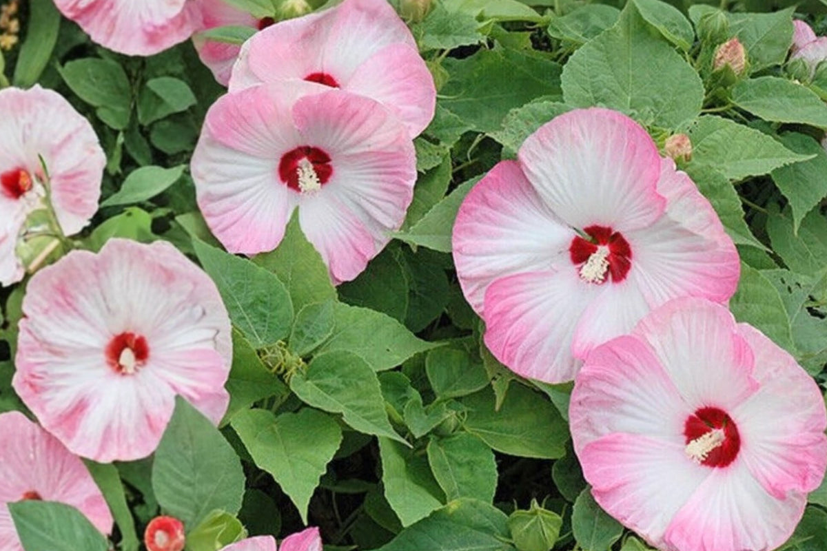 Pink Swirl Hibiscus Live Plant – 5–9 Inches Tall – Hibiscus sp.