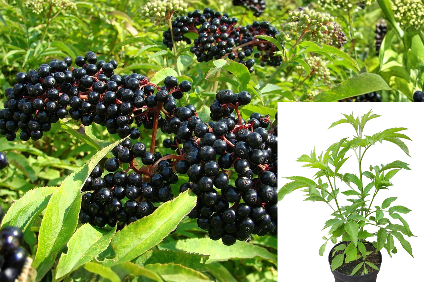 American Elderberry Live Starter Plant – 1 Plant – Sambucus canadensis