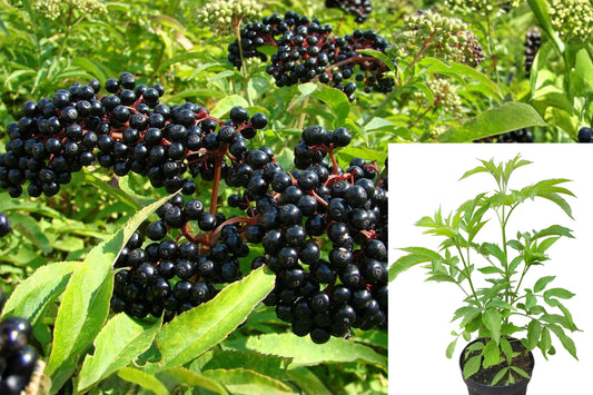 American Elderberry Live Starter Plant – 1 Plant – Sambucus canadensis