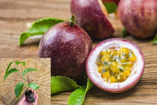 Purple Passionfruit 1 Live Plant – 4–6 Inch Rooted Vine – Passiflora edulis