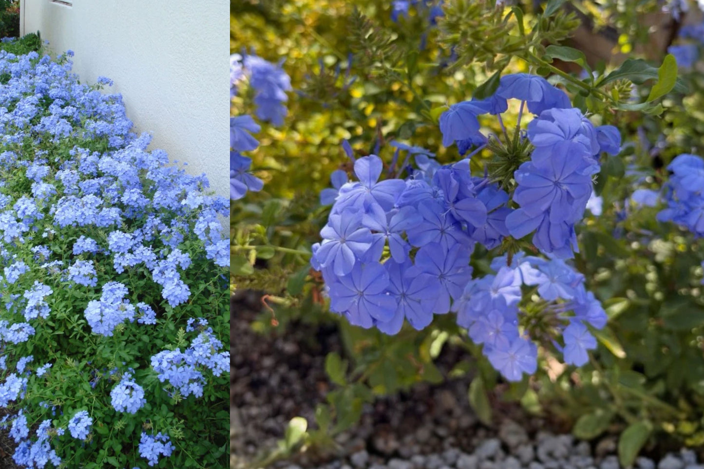 2 Imperial Blue Plumbago Live Plants – 4–6 Inch Starters – Plumbago auriculata