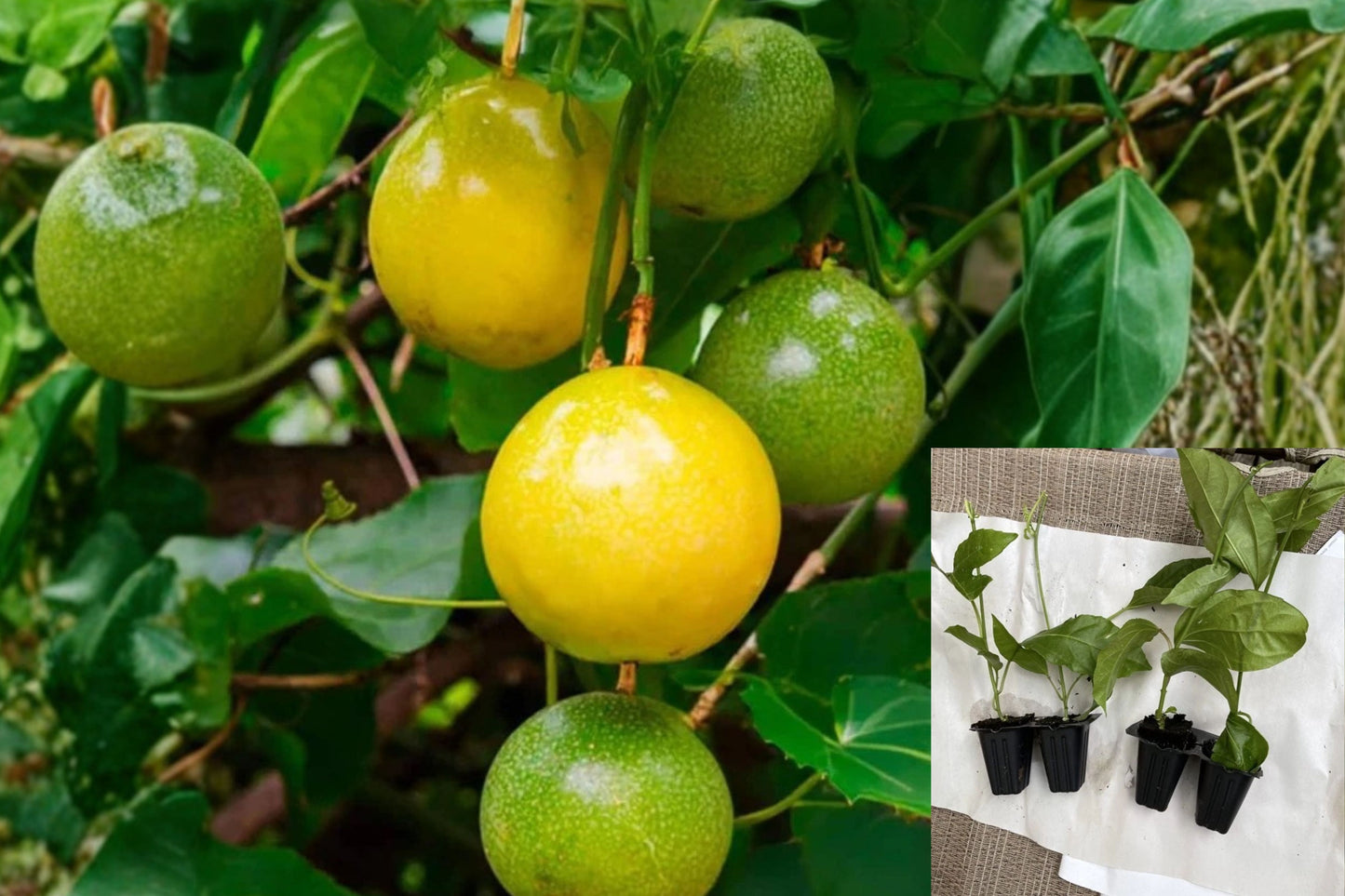 Yellow Passion Fruit Live Plant – 4–6 Inch Rooted Vine – Passiflora edulis